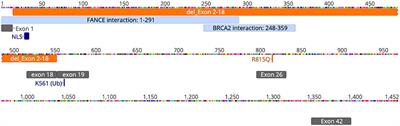 Lymphopenia With Clinical and Laboratory Features of Combined Immune Deficiency in an 11-Year-Old Female With FANCD2 Variants and Fanconi Anemia